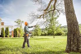 Best Palm Tree Trimming  in Pittsburg, CA