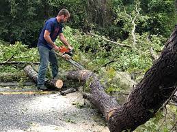 Best Storm Damage Tree Cleanup  in Pittsburg, CA