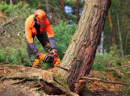 Best Aeration Services  in Pittsburg, CA