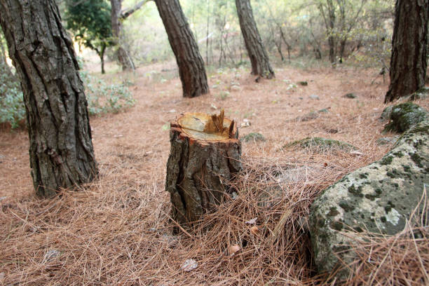 Best Firewood Processing and Delivery  in Pittsburg, CA