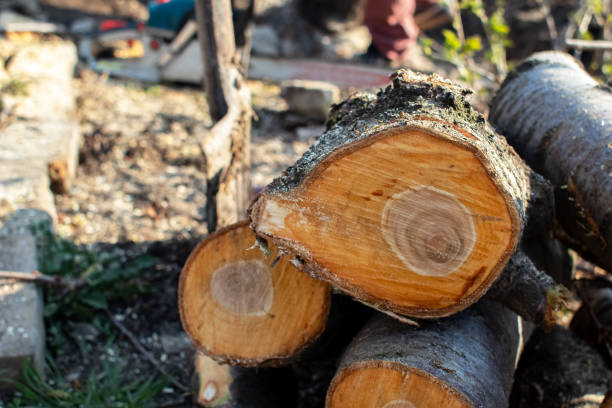 Pittsburg, CA Tree Care Company