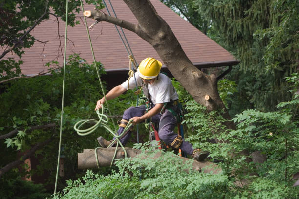 Lawn Pest Prevention in Pittsburg, CA