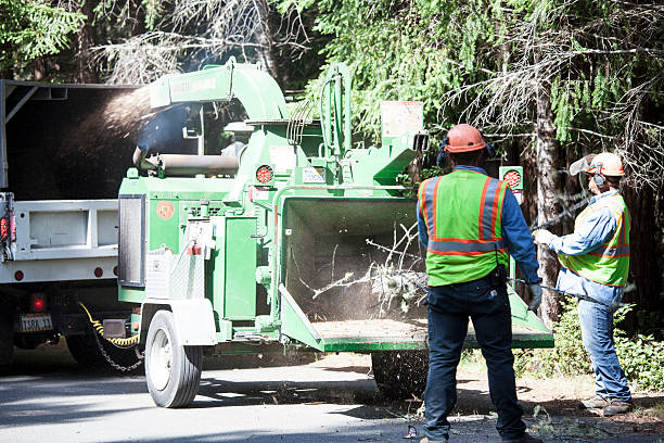 Best Tree Removal  in Pittsburg, CA