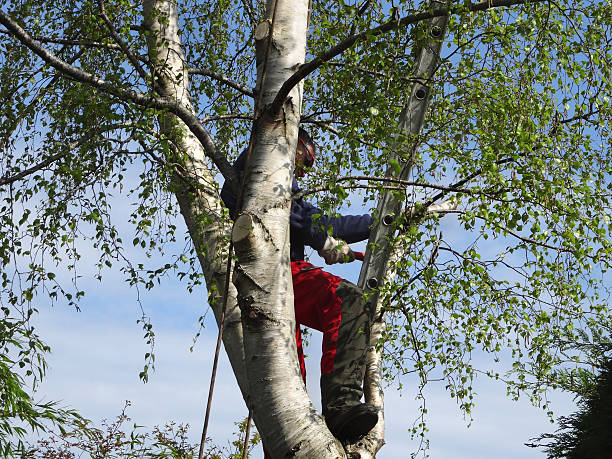 Best Fruit Tree Pruning  in Pittsburg, CA