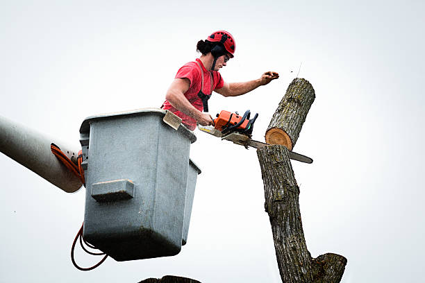 How Our Tree Care Process Works  in  Pittsburg, CA